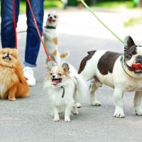 犬を『多頭飼いしてはいけない人』の特徴５選　複数飼育の現実とは？迎える前に飼い主が心得ておくべきことまで