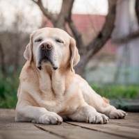 『大型犬』の寿命が短いといわれている理由5選　一般的な平均寿命やかかりやすい病気まで