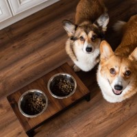 犬に合った『食事用テーブル』の選び方5選　重視すべきポイントから使用するメリットまで解説