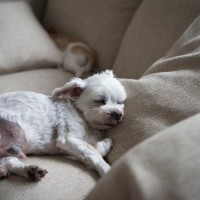 犬が死ぬ前に『飼い主から離れようとする』心理４選　愛犬との後悔しないお別れの仕方まで