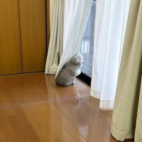 耳が聞こえにくくなってきた高齢犬→飼い主が帰宅すると…『愛おしくも切ない反応』が643万表示の反響「泣けてきた」「胸がギュッてなった」