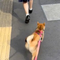 朝の散歩が嫌いな犬→偶然『通学途中の娘と遭遇した』結果…家族愛を感じる『想定外の行動』が95万再生「尊い…」「学校行きたくなくなる」