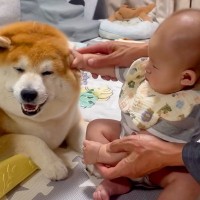 赤ちゃんがパパと一緒に『犬を撫でる練習』をした結果…永遠に続いてほしい『尊すぎる光景』が話題「天使がいる…」「モチモチとモチモチ」と悶絶