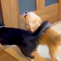 フルマラソンを完走したママ→2匹の犬と『4日ぶりに再会した』次の瞬間…思わず泣ける『おかえりなさい』が14万再生「会えて良かった」と反響