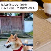 家族から『犬が動かない』とLINE→日が落ちていたので、迎えに行った瞬間…予想と違う『まさかの光景』に爆笑の声「作戦だったのではｗ」