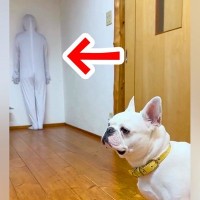 『全身タイツで壁になりきったら、犬は気づくのか』検証した結果…愛おしすぎる『予想外の展開』に反響「移動してるの爆笑したｗｗ」「最高」