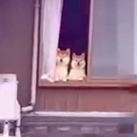 隣の家にお邪魔したら『誰か見てるよ』と言われて…確認した結果→予想してなかった『まさかの光景』が69万再生「たまらん」「愛されてる」