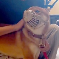 病院で獣医を噛み『診察拒否』された犬→手に負えないほど暴れまわり…嘘のような『劇的なビフォーアフター』が450万再生「凄すぎ」「感動」