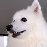 パパを『病院まで車でお迎えに行った』結果、一緒に乗っていた犬が…あからさま過ぎる『態度の違い』に反響「可愛い」「LOVEが滲み出てるｗ」