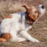 犬が『マダニ』に刺されたときに現れる3つの症状　感染症のリスクや覚えておくべき対処法まで解説