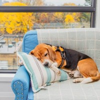 犬が秋に体調を崩しがちな理由4つ　季節の変わり目に起こる変化とは？対処法まで解説