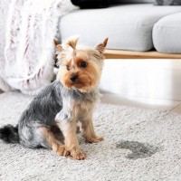 犬の『失禁』を引き起こす5つの原因　注意すべき病気の可能性も？日常で取り組める改善策まで