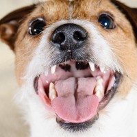 犬が飼い主の『髪の毛』を噛んでくる理由3つ　不思議な行動の意味からやめさせる方法まで解説