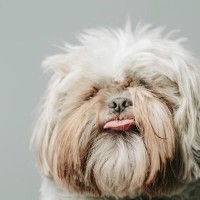 犬の『毛質を悪くする』NG行動4つ　健康な毛並みを守るための正しいケア方法まで