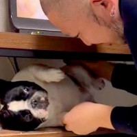 テレビ台の中に隠れた犬→父が外に出そうとすると…まるで『産まれたての赤ちゃん』のような光景が22万再生「産婆さんｗ」「なんて可愛いの」