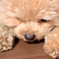 風が強すぎる日に外へ出た犬→飛ばされないように必死で…悶絶必至な『可愛すぎる光景』に24万いいね集まる「ぬいぐるみ過ぎる」「たまらん…」