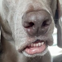 車の後部座席に座っていた犬が『くしゃみ』を出そうとして…まるで人間のような『表情』に1万いいね集まる「面白い顔ｗｗ」「お笑い犬」と絶賛