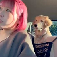 車の運転に慣れていない女性→初めて『ドライブスルー』に挑戦したら、一緒に乗っていた大型犬が…尊い光景が8万再生「シンクロｗ」「表情豊か」