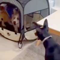 友人に犬を預けたら、映像が送られてきて…状況が理解できない『まさかの光景』が560万再生「可愛いとおもろいの渋滞」「使いこなしてて草」