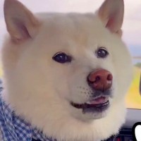 犬友だちと一緒に『お散歩の約束』をした犬→車で待機中、早く到着してしまい…子供のような『かわいすぎる文句』が72万再生「嘘つきからのｗ」