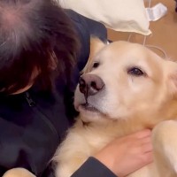 女の子が母犬といちゃいちゃしていたら、子供犬たちが嫉妬して…ずっと見ていたい『幸せで尊い光景』が50万再生「ゴルまみれ」「もみくちゃｗ」