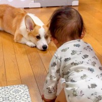 『ハイハイできるようになった赤ちゃん』のそばに、犬が寄り添って…尊すぎる『優しい見守りの光景』にほっこり「可愛い兄弟」「なんていい子」