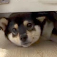 １年前は通れていた『家具のすき間』に入ろうとした犬→成長した結果『まさかの光景』が話題「大きくなったんだね」「お目々まん丸ｗｗ」
