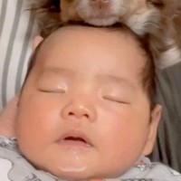 赤ちゃんが『人見知りの犬』と初対面→『吠えたりしないかな』と心配していたら…予想をはるかに超えた『まさかの光景』に反響「なんだか似てる」