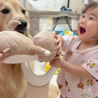 『豆柴が1歳の女の子のおもちゃを取った』と勘違いした大型犬→本当のお姉ちゃんのような『尊い行動』が27万再生「頭よすぎませんか？」と反響