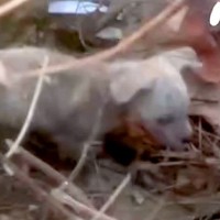 ゴミと一緒に『用水路に捨てられた子犬』を発見→保護しようとしたら…涙が止まらない『必死に自分を守ろうとする光景』が299万再生「泣いた」