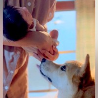 生まれたばかりの赤ちゃんを犬に見せたら…涙が出るほど尊い『はじめましてのご挨拶』が32万再生「おもちゃ貸してあげてる…」「愛おしすぎ」