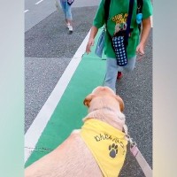 『元盲導犬訓練生』が通学路をパトロール→下校中の小学生たちが駆け寄ってきて…あまりにも『微笑ましい光景』に反響「癒やしの時間」「人気者」