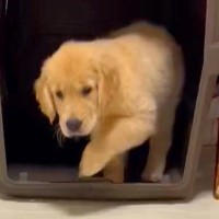 猫を見て育った大型犬の赤ちゃん→獲物を見つけた瞬間に…まさかの『影響を受け過ぎた行動』に9万いいね「完全に猫」「教えを守ってるんだね」