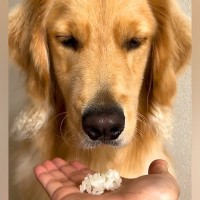 『貴族…？』初めて白米を見た大型犬…手に乗せて『食べていいよ』と言った結果…まさかのリアクションが77万再生「顔ｗｗ」「意志を感じる」