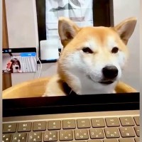 『zoom会議』に参加した犬→うとうとしてしまい…もはや会社員？本当のミーティングのような光景に反響「参加したいｗ」「なんて幸せな会議」