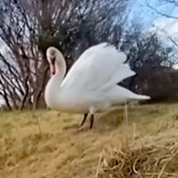 散歩中に『デカい鳥』と出会った女性と犬→『怖いな』と思っていたら…できればやめてほしい『まさかの行動』に反響「友達だと思ったのかなｗ」