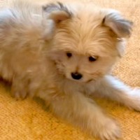 『ブルー系に育つかな』と思っていた赤ちゃん犬→数年後…予想を裏切る『まさかの成長』が30万再生「かわいぃぃぃ」「お耳パタンたまらんｗ」