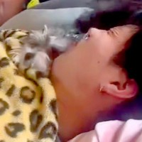 朝まで飲んで帰宅した男性→酔っ払って寝ていたら、犬が…衝撃的な『大暴走』が287万再生「左フックｗｗ」「見れば見るほどジワる」と爆笑