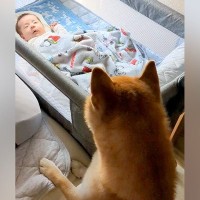 出産のため『1ヶ月家にいなかったママ』→赤ちゃんを連れて帰ると、犬が…尊すぎる『家族が増えた瞬間』に反響「完璧なお兄ちゃん」「泣ける」