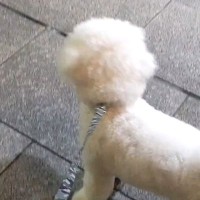 会社帰りのパパのお迎えに来た犬→見つけた瞬間、嬉しそうに駆け寄って…尊すぎる『お仕事おつかれさま』の様子が話題「パパが大好きなんだね」