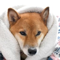 犬が『震え続けている』ときに考えられる原因3つ　状況別の対処法や見逃してはいけないサインを解説