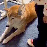 小さな女の子に『検査ごっこ』される犬→『嫌がるかな』と思ったら…ずっと見ていたい『尊い光景』が59万再生「たまらんｗ」「おとなだ」と絶賛
