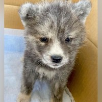 『こんなにも小さかった秋田犬の赤ちゃんが…』4年後→衝撃的な『オオカミのような現在』に反響「かっこいい」「たまらん」「可愛すぎ」と絶賛