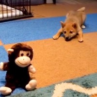 『声に反応するおもちゃ』に大興奮の赤ちゃん犬→5年後…思わず吹き出す『現在の光景』が32万再生「前足がｗｗ」「一生見てられる」と絶賛
