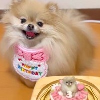 お誕生日ケーキを目の前にした犬→『美味しそう』と大喜びして…丁寧すぎる『まさかの確認』に3万いいね「可愛すぎるｗｗ」「プロの味見係ｗ」