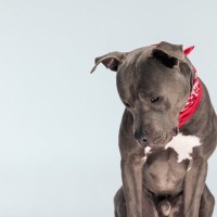 犬を悲しませる『絶対NG行動』５選　愛犬を苦しめる飼い主の習慣や日頃からすべきケアまで