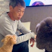 電気工事士の父が、大型犬に『仕事の段取り』を説明した結果…人間にしか見えない『まさかの光景』が158万再生「真面目ｗｗ」「素敵な家族」