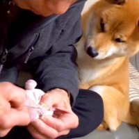 『壊れたおもちゃ』を縫っているおじいちゃん→犬がずっとそばで見つめて…涙が出るほど『優しさにあふれた時間』が117万再生「なんていい子」