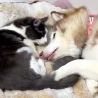 『生後9ヶ月の子猫』と一緒に転がる大型犬→ギャップがたまらない『意外な光景』に1万いいね集まる「めっちゃ甘えてる」「猫も照れてますね」