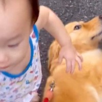 小さな男の子が大型犬と触れ合ってる時に『転んでしまった』結果…あまりにも尊い『ごめんなさい』に反響「間違いなく喋ってる」「もはや人間」